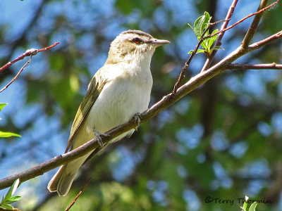 Red-eyed Vireo 11a.jpg