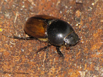 Aphodius sp. A7a.JPG