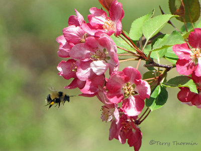 Bombus sp. - Bumblebee and Crabapple Blossoms 1a.jpg