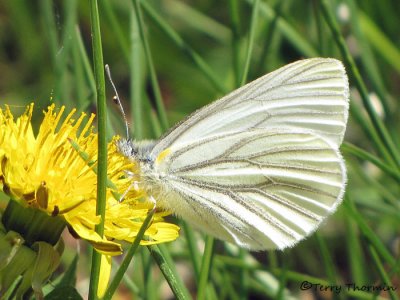 Pieris napi - Mustard White 5a.jpg