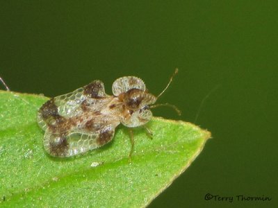 Corythucha sp. - Lace Bug A2a.jpg