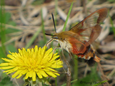 Sphinx Moths - Sphingidae