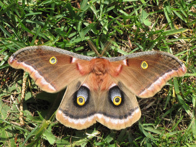 Antheraea polyphemus - Polyphemus Moth 1a.jpg