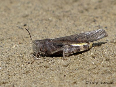 Arphia conspersa - Speckle-winged Rangeland Grasshopper 4a.jpg