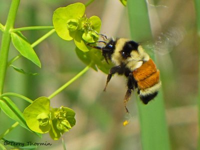 Bombus ternarius - Tricoloured Bumblebee in flight at leafy spurge 1a.jpg