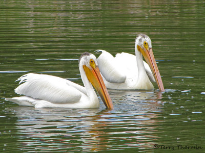 American White Pelicans 12a.jpg