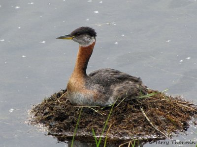 Red-necked Grebe on nest 1b.jpg