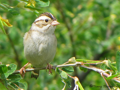 Clay-colored Sparrow 15a.jpg