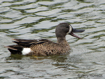 Blue-winged Teal 8a.jpg