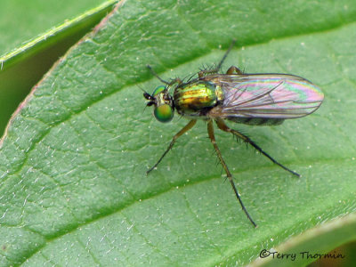 Dolichopodidae - Long-legged Fly A1a.jpg