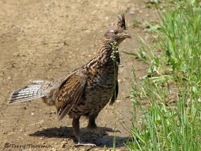 Ruffed Grouse 9a.jpg