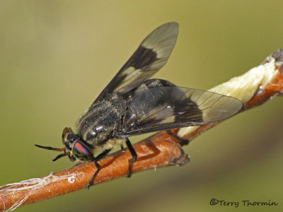 Chrysops ater - Deer Fly laying eggs A3a.JPG