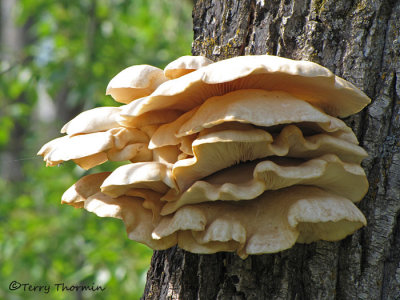 Pleurotus ostreatus - Oyster Mushroom 2a.jpg