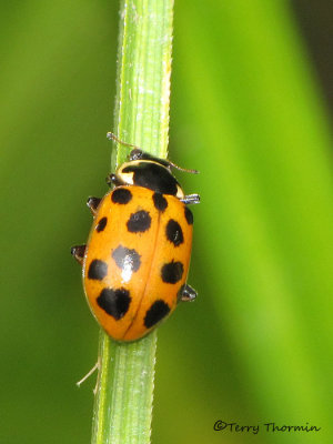 Hippodamia tredecimpunctata - 13 Spot Ladybug 4a.jpg
