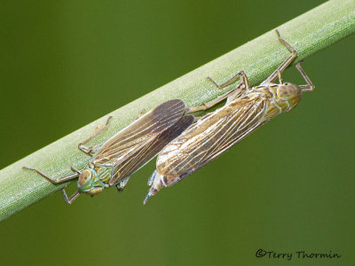 Delphacid Planthoppers - Delphacidae