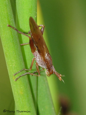 Sciomyzidae - Marsh Fly A1a.JPG