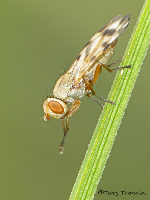 Picture-winged Flies - Ulidiidae