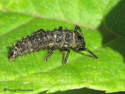 Coccinellidae - Ladybug larva A1a.jpg