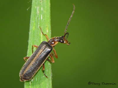 Cantharidae - Soldier Beetle B1a.jpg