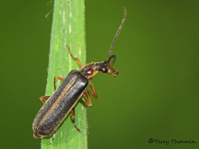 Soldier Beetles - Cantharidae