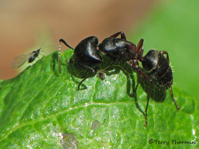 Campanotus sp. - Carpenter Ant A1a.JPG