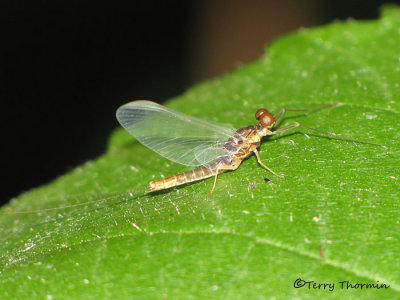 Baetidae - Small Minnow Mayfly male B1a.jpg