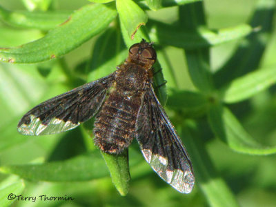 Hemipenthes sinuosa - Bee fly 4a.jpg