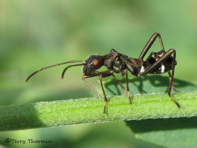 Alydus sp. - Broad-headed Bug immature A4a.JPG