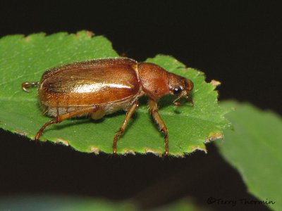 Scarab Beetles - Scarabaeidae