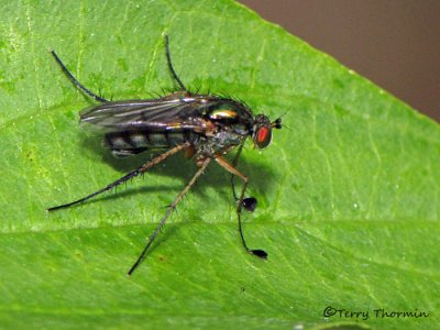 Dolichopus sp. - Long-legged Fly male E1a.JPG