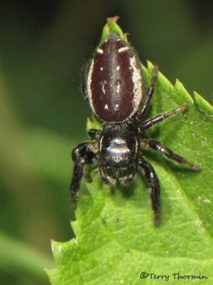 Eris militaris - Jumping Spider 9a.jpg