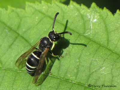 Eumeninae - Potter Wasp D1a.jpg