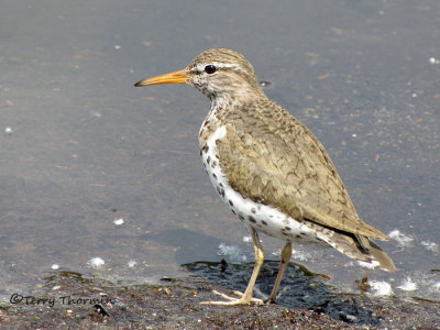 Spotted Sandpiper 12a.jpg