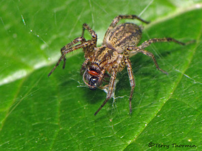 Funnel-weaver Spider with Ichneumon wasp A1a.JPG