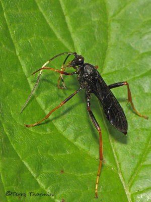 Ichneumoninae - Ichneumon wasp N2a.jpg