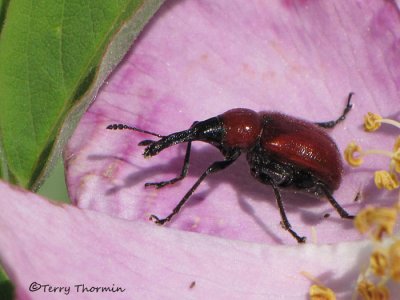 Merhynchites bicolor - Rose Curculio 7a.jpg