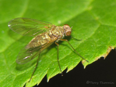 Rhagionidae - Snipe Fly B1a.jpg
