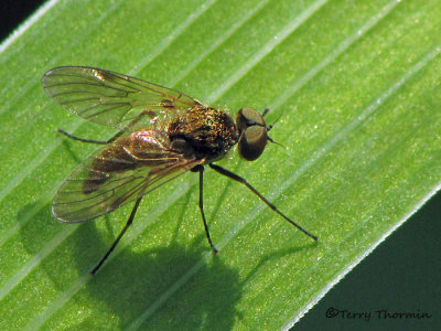 Chrysopilus sp. - Snipe Fly C1a.jpg