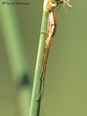 Tetragnathidae - Long-jawed Spider D1a.jpg
