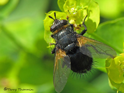 Tachina sp. - Tachinid fly H3a.JPG