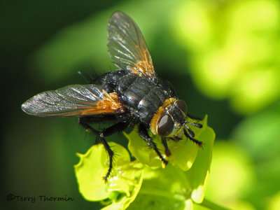Tachina sp. - Tachinid fly H1a.JPG