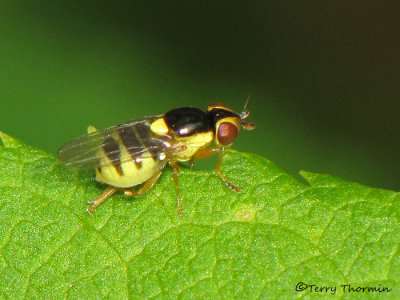 Thaumatomyia sp. - Grass Fly A1a.jpg