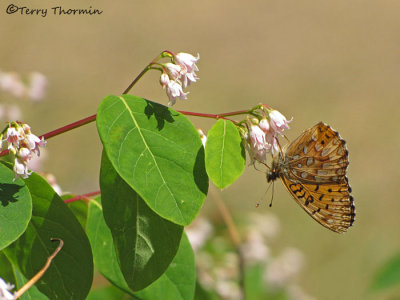 Speyeria hesperis - Northwestern Fritillary on Spreading Dogbane 2a.jpg