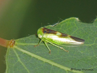 Idiocerus lunaris - Leafhopper B1a.jpg