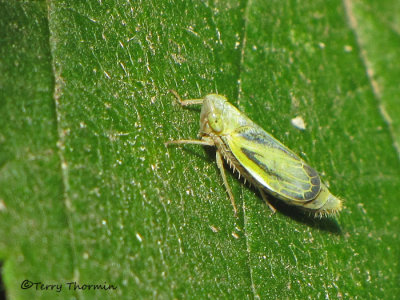 Sorhoanus orientalis - Leafhopper A1a.jpg