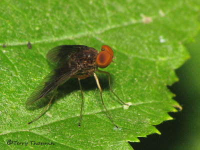 Chrysopilus quadratus - Snipe Fly 1a.jpg