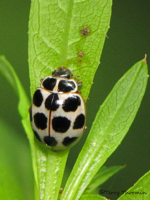 Clavia quatrordecimguttata - Polkadot Ladybug 2a.jpg