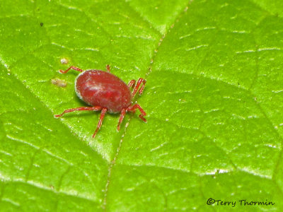 Erythraeidae Mite A1a.jpg