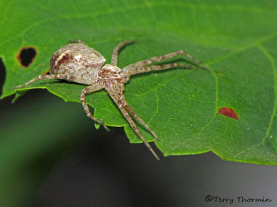 Philodromus sp. - Philodromid Spider A1a.jpg