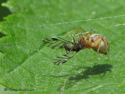 Dictyna sp. - Spider with aphid 1a.jpg